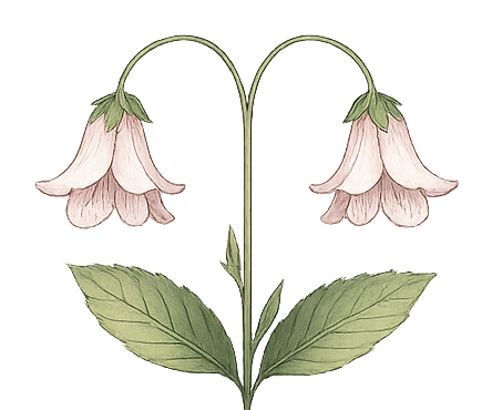 The Twinflower